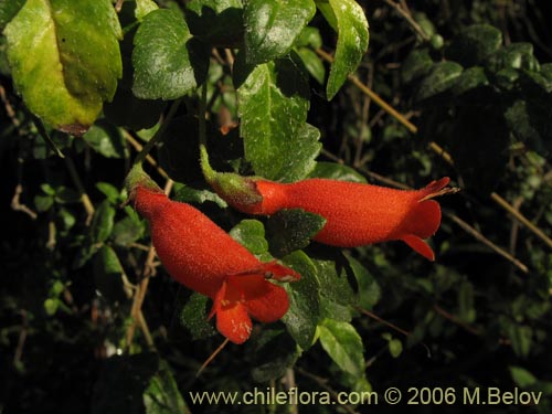 Bild von Mitraria coccinea (Botellita / Vochi-vochi). Klicken Sie, um den Ausschnitt zu vergrössern.